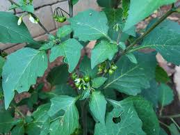 Attēlu rezultāti vaicājumam “Solanum nigrum leaf”