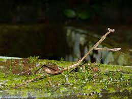 Attēlu rezultāti vaicājumam “Heteroptera”