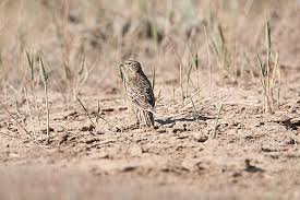 Image result for Melanocorypha yeltoniensis