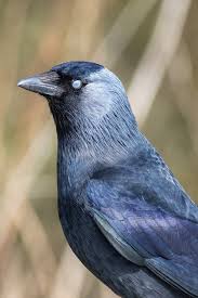 Attēlu rezultāti vaicājumam “Corvus monedula adult”