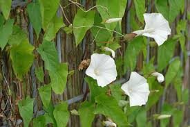 Attēlu rezultāti vaicājumam “Calystegia inflata flower”