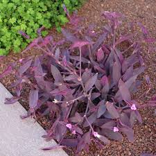 Attēlu rezultāti vaicājumam “Commelinaceae”