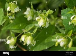 Attēlu rezultāti vaicājumam “Silene baccifera fruit”