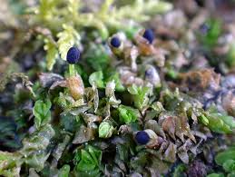 Attēlu rezultāti vaicājumam “Leiocolea rutheana cells”