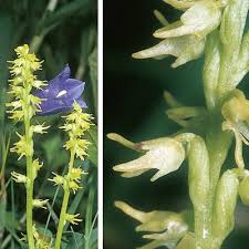 Attēlu rezultāti vaicājumam “Herminium monorchis leaf”