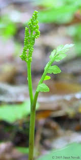 Attēlu rezultāti vaicājumam “Botrychium matricariifolium”