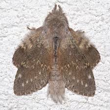 Attēlu rezultāti vaicājumam “Stauropus fagi larva”