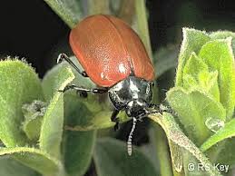 Attēlu rezultāti vaicājumam “Chrysomela populi”