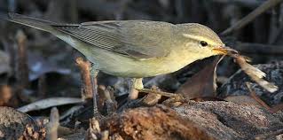 Attēlu rezultāti vaicājumam “Phylloscopus trochilus”