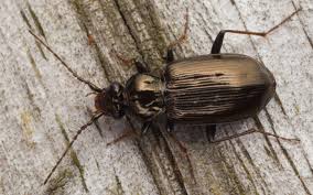 Attēlu rezultāti vaicājumam “Loricera pilicornis”