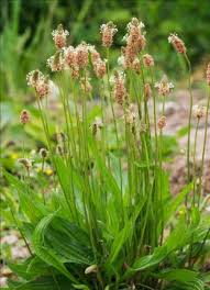 Attēlu rezultāti vaicājumam “Plantago lanceolata fruit”