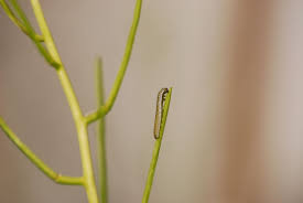 Attēlu rezultāti vaicājumam “Anthocharis cardamines underside”