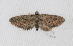 Attēlu rezultāti vaicājumam “Eupithecia pusillata”