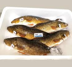 Image result for Sciaenops ocellatus