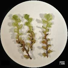 Attēlu rezultāti vaicājumam “Scapania”