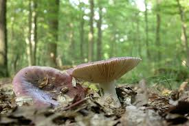 Attēlu rezultāti vaicājumam “Russula vesca”