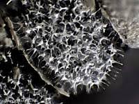 Attēlu rezultāti vaicājumam “Badhamia melanospora spores”