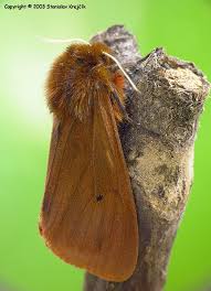 Attēlu rezultāti vaicājumam “Phragmatobia fuliginosa imago”