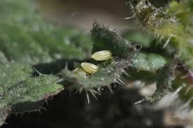 Attēlu rezultāti vaicājumam “Pieris brassicae underside”