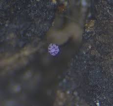 Attēlu rezultāti vaicājumam “Cribraria purpurea stalked”