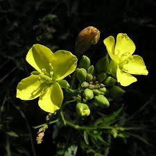 Attēlu rezultāti vaicājumam “Diplotaxis tenuifolia leaf”