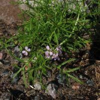 Attēlu rezultāti vaicājumam “Cakile maritima subsp. baltica”