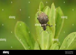 Attēlu rezultāti vaicājumam “Philopedon plagiatum”