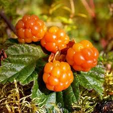 Attēlu rezultāti vaicājumam “Rubus chamaemorus fruit”