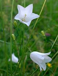 Attēlu rezultāti vaicājumam “Campanula rotundifolia leaf”