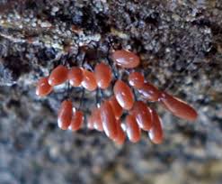 Attēlu rezultāti vaicājumam “Comatricha laxa macro”