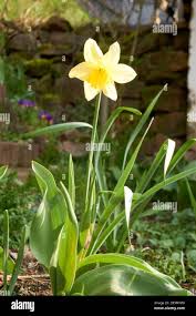 Attēlu rezultāti vaicājumam “Narcissus poeticus”