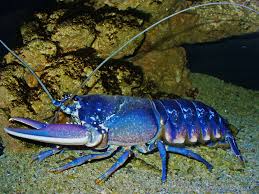 Image result for Homarus gammarus