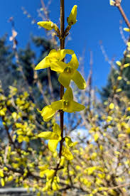 Attēlu rezultāti vaicājumam “Forsythia viridissima flower”
