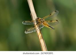 Attēlu rezultāti vaicājumam “Libellula quadrimaculata”