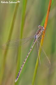 Attēlu rezultāti vaicājumam “Sympecma paedisca”