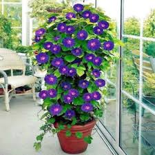 Image result for Ipomoea purpurea