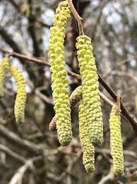 Attēlu rezultāti vaicājumam “Corylus avellana male flower”