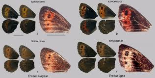Attēlu rezultāti vaicājumam “Erebia ligea upperside”