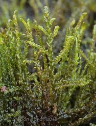 Attēlu rezultāti vaicājumam “Scorpidium scorpioides”