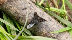 Attēlu rezultāti vaicājumam “Hemipenthes morio”