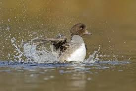 Attēlu rezultāti vaicājumam “Bucephala clangula female”
