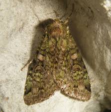 Attēlu rezultāti vaicājumam “Anaplectoides prasina”