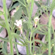Attēlu rezultāti vaicājumam “Microrrhinum minus leaf”