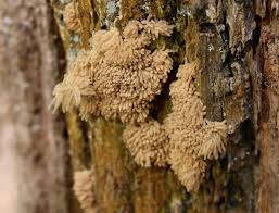 Attēlu rezultāti vaicājumam “Heterotrichia pomiformis (syn. Arcyria pomiformis) spores”