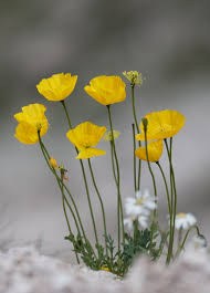 Image result for Alpenmohn