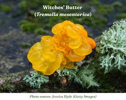 Attēlu rezultāti vaicājumam “Tremella mesenterica”