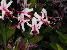 Attēlu rezultāti vaicājumam “Rhododendron periclymenoides flower”