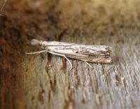 Attēlu rezultāti vaicājumam “Catoptria falsella”