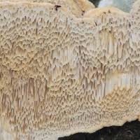 Attēlu rezultāti vaicājumam “Antrodia albida”