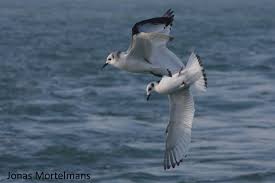 Attēlu rezultāti vaicājumam “Rissa tridactyla”